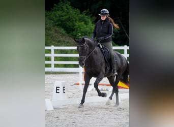 KWPN, Stute, 9 Jahre, 170 cm, Rappe