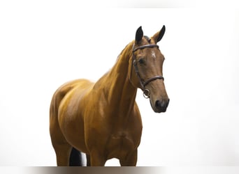 KWPN, Stute, 9 Jahre, 171 cm, Brauner KWPN, Stute, 9 Jahre, 171 cm, Brauner