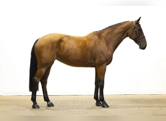 KWPN, Stute, 9 Jahre, 171 cm, Brauner KWPN, Stute, 9 Jahre, 171 cm, Brauner