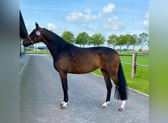 KWPN, Stute, 9 Jahre, 172 cm, Brauner