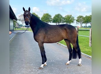 KWPN, Stute, 9 Jahre, 172 cm, Brauner