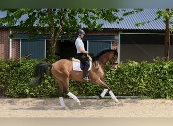 KWPN, Stute, 9 Jahre, 172 cm, Brauner