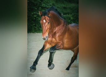 KWPN, Stute, 9 Jahre, 172 cm, Brauner