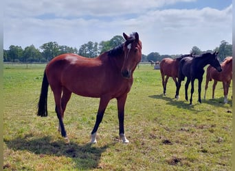 KWPN, Stute, 9 Jahre, 172 cm, Brauner