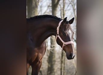 KWPN, Stute, 9 Jahre, 172 cm, Dunkelbrauner