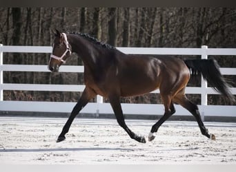 KWPN, Stute, 9 Jahre, 172 cm, Dunkelbrauner