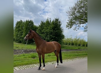 KWPN, Stute, 9 Jahre, 172 cm, Dunkelbrauner