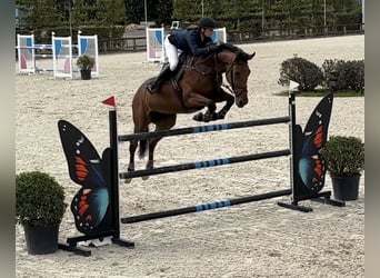 KWPN, Stute, 9 Jahre, 173 cm, Brauner
