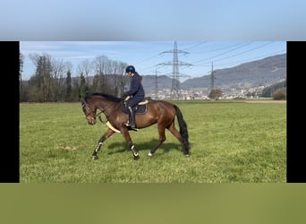 KWPN, Stute, 9 Jahre, 173 cm, Brauner