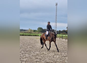 KWPN, Stute, 9 Jahre, 173 cm, Dunkelbrauner