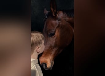 KWPN, Stute, 9 Jahre, 173 cm, Dunkelbrauner