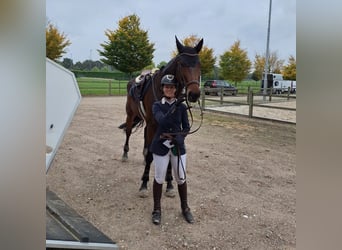 KWPN, Stute, 9 Jahre, 173 cm, Dunkelbrauner