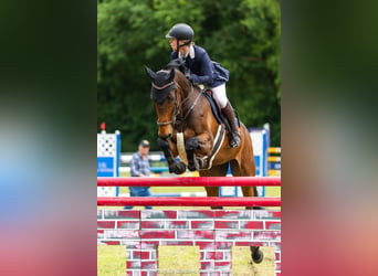 KWPN, Stute, 9 Jahre, 173 cm, Dunkelbrauner