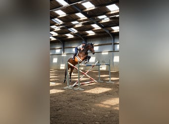 KWPN, Stute, 9 Jahre, 173 cm, Dunkelbrauner
