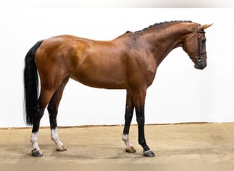KWPN, Stute, 9 Jahre, 174 cm, Brauner