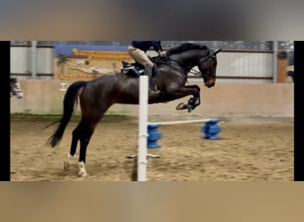 KWPN, Stute, 9 Jahre, 174 cm, Dunkelbrauner