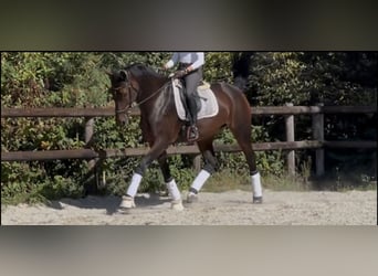 KWPN, Stute, 9 Jahre, 174 cm, Dunkelbrauner