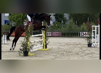 KWPN, Stute, 9 Jahre, 174 cm, Dunkelbrauner