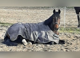 KWPN, Stute, 9 Jahre, 174 cm, Dunkelbrauner