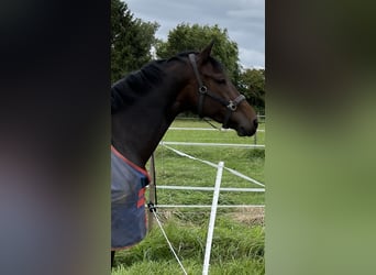 KWPN, Stute, 9 Jahre, 174 cm, Dunkelbrauner