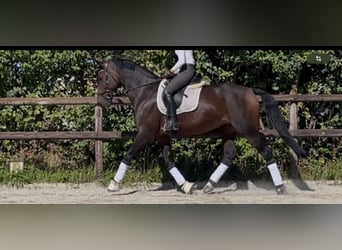 KWPN, Stute, 9 Jahre, 174 cm, Dunkelbrauner