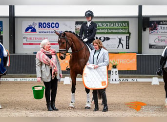 KWPN, Stute, 9 Jahre, 175 cm, Brauner