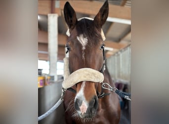 KWPN, Stute, 9 Jahre, 175 cm, Brauner