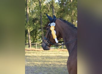 KWPN, Stute, 9 Jahre, 175 cm, Brauner