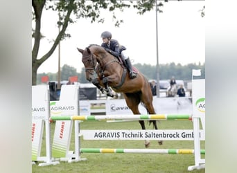 KWPN, Stute, 9 Jahre, 175 cm, Brauner