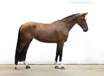 KWPN, Stute, 9 Jahre, 175 cm, Brauner