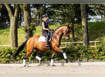 KWPN, Stute, 9 Jahre, 178 cm, Brauner