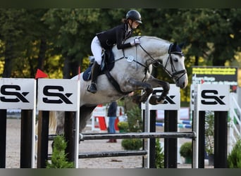 KWPN, Stute, 9 Jahre, 180 cm, Schimmel