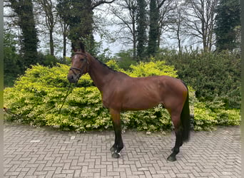 KWPN, Stute, 9 Jahre, Brauner