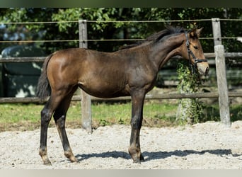 KWPN, Stute, Fohlen (04/2026), 170 cm, Brauner