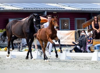 KWPN, Stute, Fohlen (03/2026), 170 cm, Dunkelbrauner