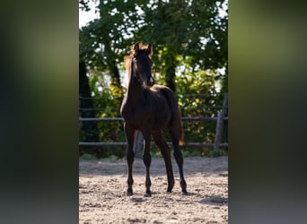 KWPN, Stute, Fohlen (01/2025), 170 cm, Rappe