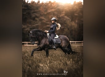 KWPN, Stute, Fohlen (05/2026), 170 cm, Rappe
