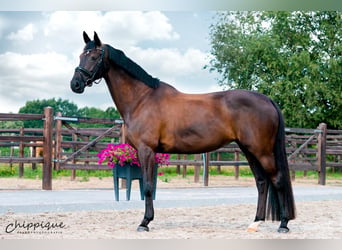 KWPN, Stute, Fohlen (05/2026), 170 cm, Rappe