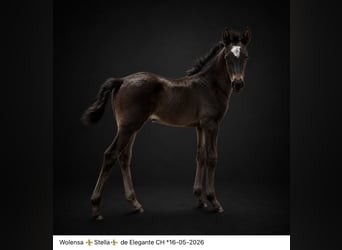 KWPN, Stute, Fohlen (05/2026), 170 cm, Rappe