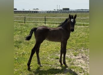 KWPN, Stute, Fohlen (05/2026), 170 cm, Rappe