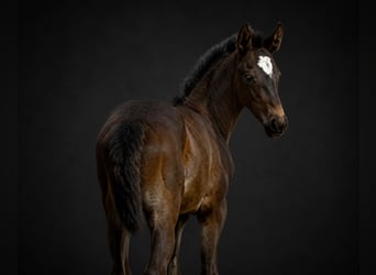 KWPN, Stute, Fohlen (05/2026), 170 cm, Rappe