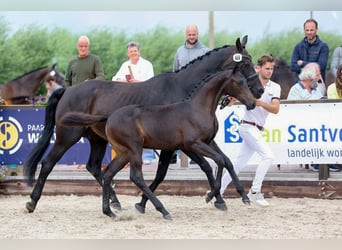 KWPN, Stute, Fohlen (03/2026), 170 cm, Schwarzbrauner