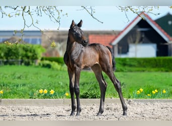 KWPN, Stute, Fohlen (03/2026), 170 cm, Schwarzbrauner