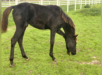 KWPN, Stute, Fohlen (04/2026), 175 cm, Rappe