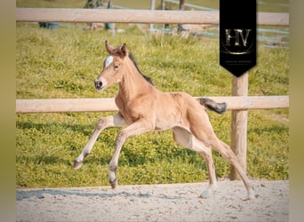 KWPN, Stute, Fohlen (01/2026), Buckskin