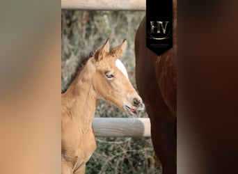 KWPN, Stute, Fohlen (01/2026), Buckskin