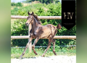 KWPN, Stute, , Buckskin
