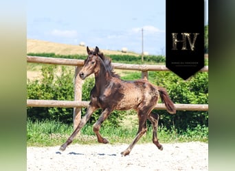 KWPN, Stute, , Buckskin