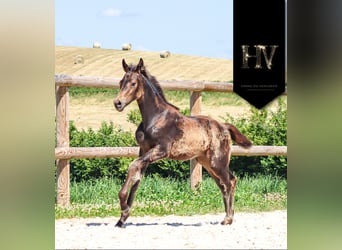 KWPN, Stute, , Buckskin