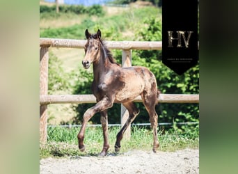 KWPN, Stute, , Buckskin